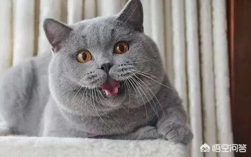 给每个员工发一只猫，等员工离职的话要把猫退还给公司，这样做可以起到稳定团队的作用吗？