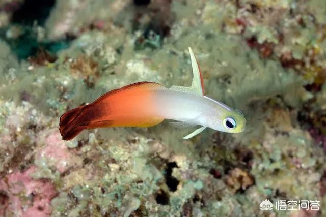 雷达鱼好养吗？