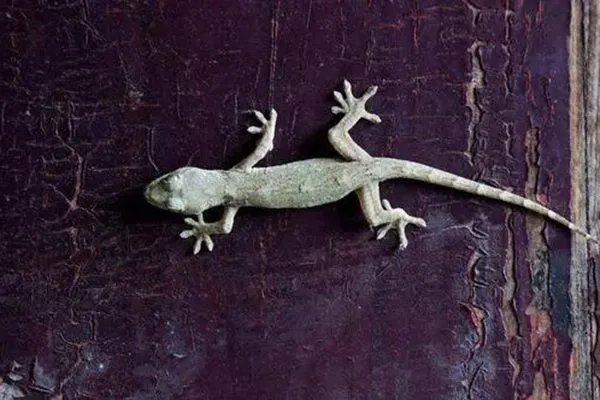 壁虎进家里是什么预兆 壁虎进屋十大预兆是好兆头
