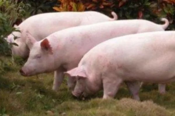 近日广州猪肉价格迎来了五连跌，目前的行情会持续多久？